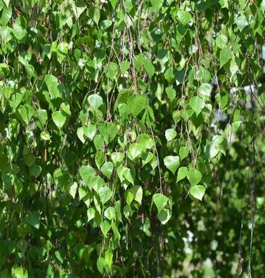 Hochstamm Trauer-Birke Youngii 100-125cm - Betula pendula