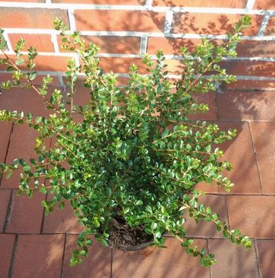 Japanische Stechpalme Tandai 20-25cm - Ilex crenata