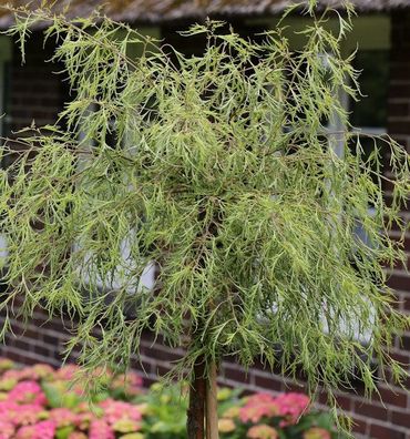 Geschlitztblättrige Zwerg Birke Karaca 50-60cm - Betula pendula