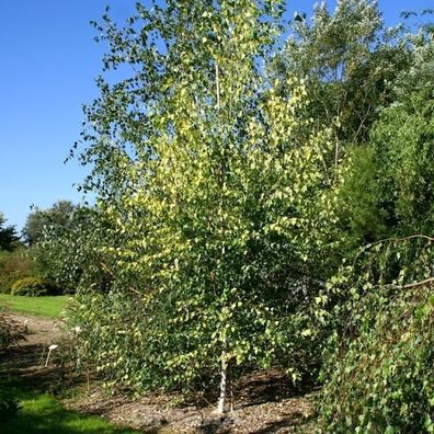 Gelbblättrige Birke 100-125cm - Betula pendula