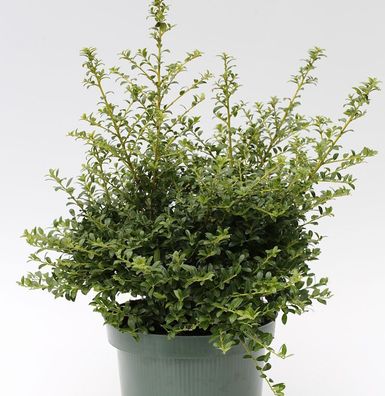 Japanische Stechpalme Ilex Twiggy 25-30cm - Ilex crenata Twiggy