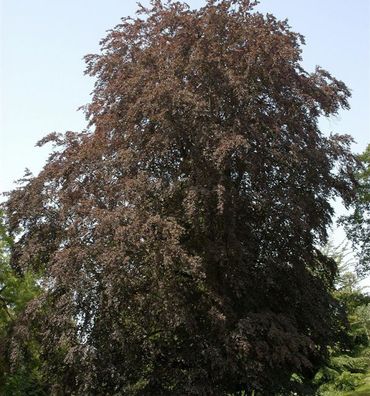 Blutbuche 60-80cm - Fagus sylvatica