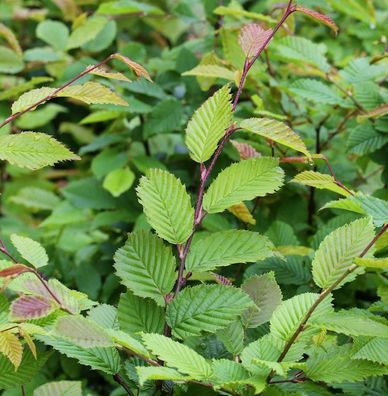 Hainbuche Weißbuche 40-60cm - Carpinus betulus