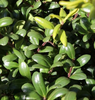 Löffel Ilex Glorie Dwarf 25-30cm - Ilex crenata