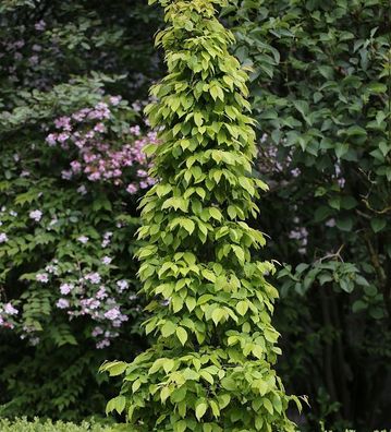 Hainbuche Lucas 60-80cm - Carpinus betulus
