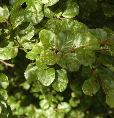 Säulen Rotbuche Cockleshell 40-60cm - Fagus sylvatica