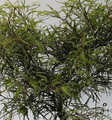 Zwerg Farnbuche Mercedes 30-40cm - Fagus sylvatica