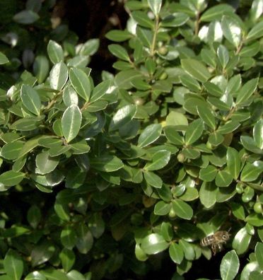 Stechpalme Robustico 25-30cm - Ilex crenata