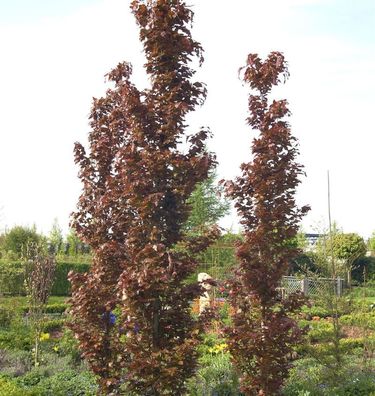 Rote Säulenbuche Rohan Obelisk 40-50cm - Fagus sylvatica