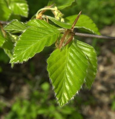 Rotbuche 100-125cm - Fagus sylvatica