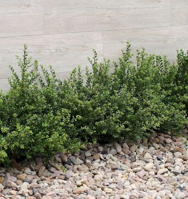 Japanische Zwerg Stechpalme Green Lustre 30-40cm - Ilex crenata