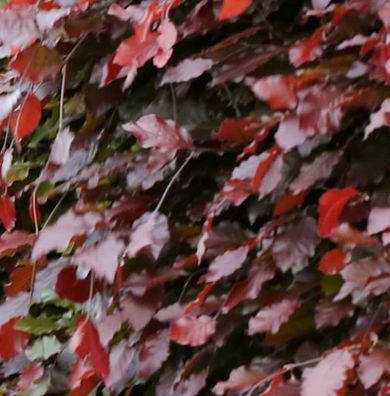 Schwarzroten Zwerg Blutbuche 30-40cm - Fagus sylvatica