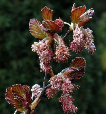 Rotlaubige Buche Long Red 30-40cm - Fagus sylvatica