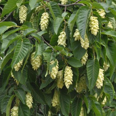 Gemeine Hopfenbuche 100-125cm - Ostrya carpinifolia