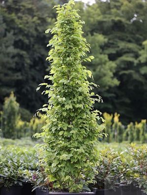 Säulen Hainbuche Monument 60-80cm - Carpinus betulus