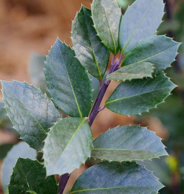 Stechpalme Ilex Heckenblau® 40-50cm - Ilex meserveae