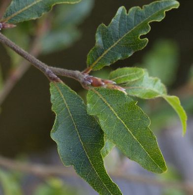 Hochstamm Kleine farnblättrige Buche Sandrode 80-100cm - Fagus sylvatica