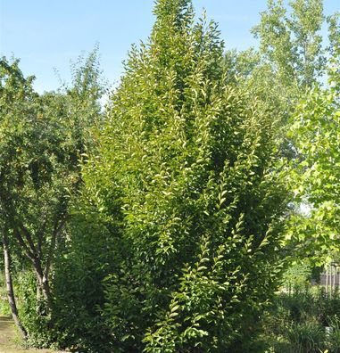 Säulen Hainbuche 100-125cm - Carpinus betulus Fastigiata