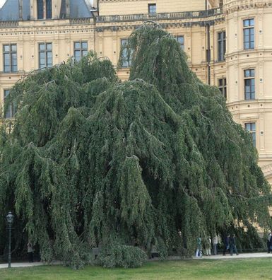 Trauer Hängebuche 80-100cm - Fagus sylvatica Pendula