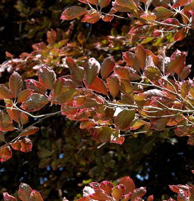 Rosa-dunkelrote Buche Roseomarginata 60-80cm - Fagus sylvatica