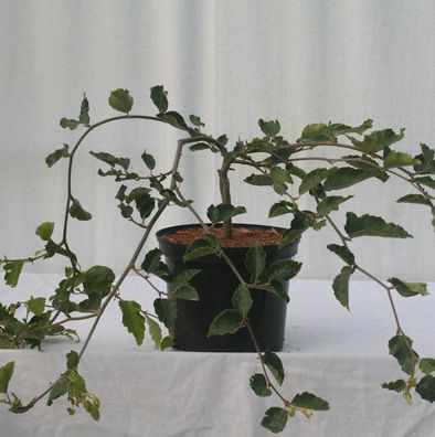 Süntelbuche Gespensterbuche 80-100cm - Fagus sylvatica