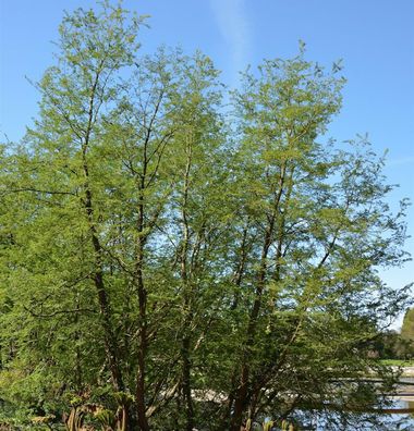 Antarktische Scheinbuche 100-125cm - Nothofagus antarctica