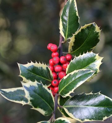 Weißbunte Stechpalme Ilex Argentea Marginata 30-40cm - ilex aquifolium