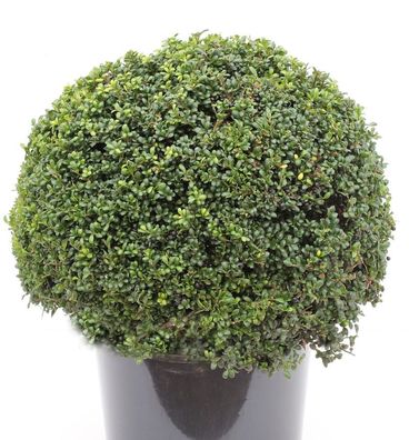 Kugelschnitt Japanische Stechpalme Ilex Glori Gem 25-30cm - Ilex crenata