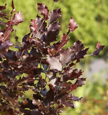 Säulen Blutbuche Dawyck Purple 80-100cm - Fagus sylvatica