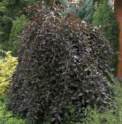 Schwarzrote Hängebuche 80-100cm - Fagus sylvatica