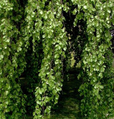 Hänge Buche 100-125cm - Fagus sylvatica Pendula