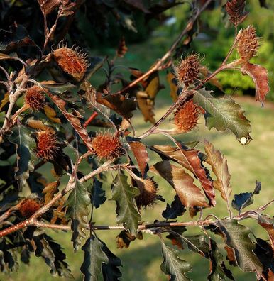 Rotlaubige Buche Rohanii 100-125cm - Fagus sylvatica