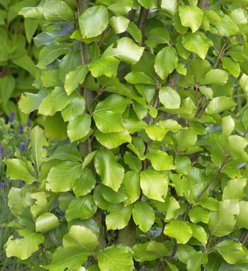 Gelbe Säulen Buche 125-150cm - Fagus sylvatica