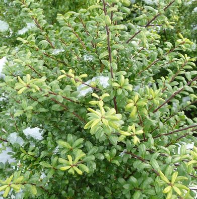 Kugelschnitt Japanische Stechpalme Ellipta Convex 25-30cm - ilex crenata