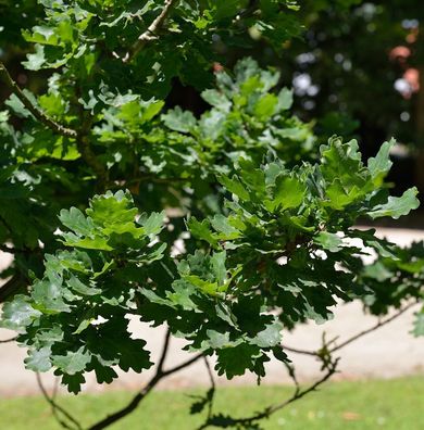 Kompakte Stiel Eiche 30-40cm - Quercus robur
