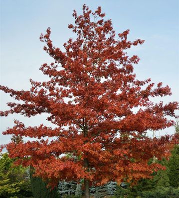 Sumpf-Eiche 80-100cm - Quercus palustris