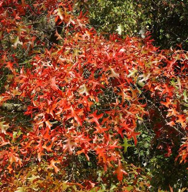 Rot Rindige Eiche Haaren 40-60cm - Quercus rubra