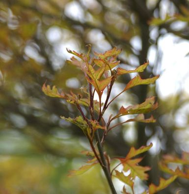 Kugel Sumpf Eiche Green Dwarf 60-70cm - Quercus palustris