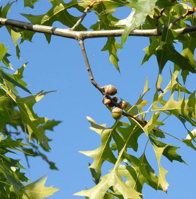 Kleinwüchsige Sumpfeiche Swamp Pygmy 40-60cm - Quercus palustris