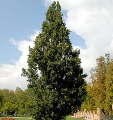 Pyramideneiche 80-100cm - Quercus robur Fastigiata