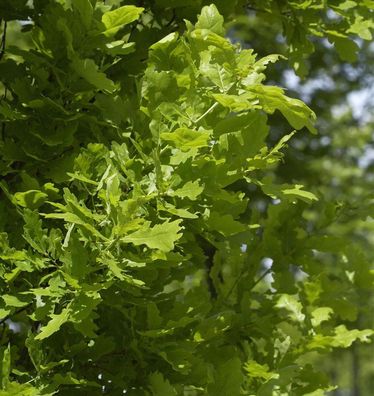 Säulen Eiche Koster 100-125cm - Quercus robur Fastigiata