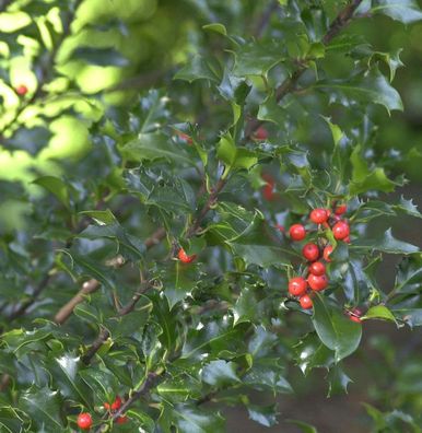 Stechpalme Ilex Blue Angel® 60-80cm - Ilex meserveae Blue Angel