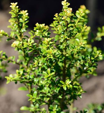 Löffel Lilex Convexed Gold 60-80cm - ilex crenata