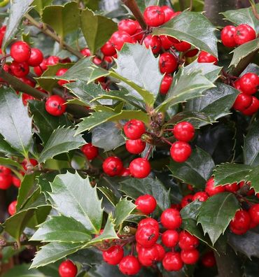Hochstamm Stechpalme Ilex Heckenfee® 80-100cm - Ilex meserveae