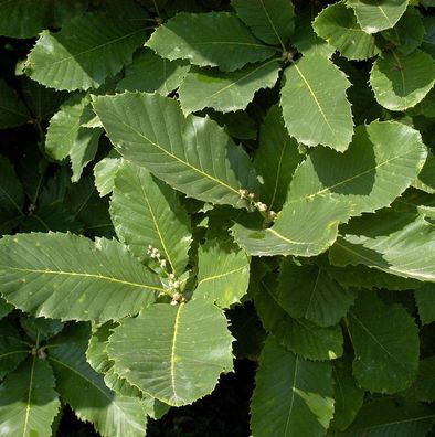 Pontische Eiche 80-100cm - Quercus pontica