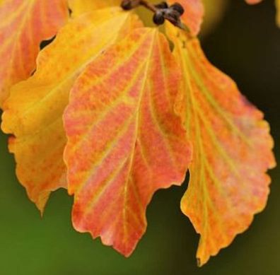 Eisenholzbaum Vanessa 40-60cm - Parrotia persica