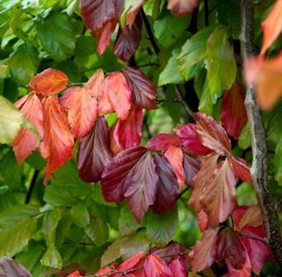 Eisenholzbaum Bella 60-80cm - Parrotia persica
