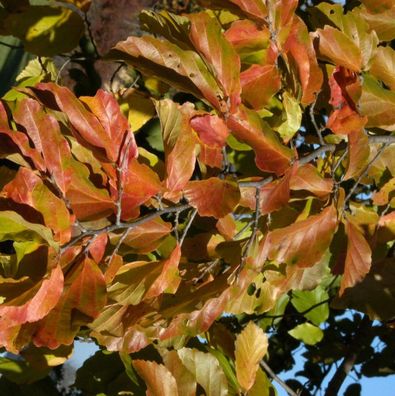 Eisenholzbaum 60-80cm - Parrotia persica