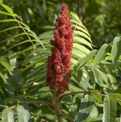 Hirschkolben Tiger Eyes 80-100cm - Rhus typhina