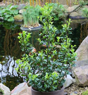 Stechpalme Ilex Heckenstar® 80-100cm - Ilex meserveae